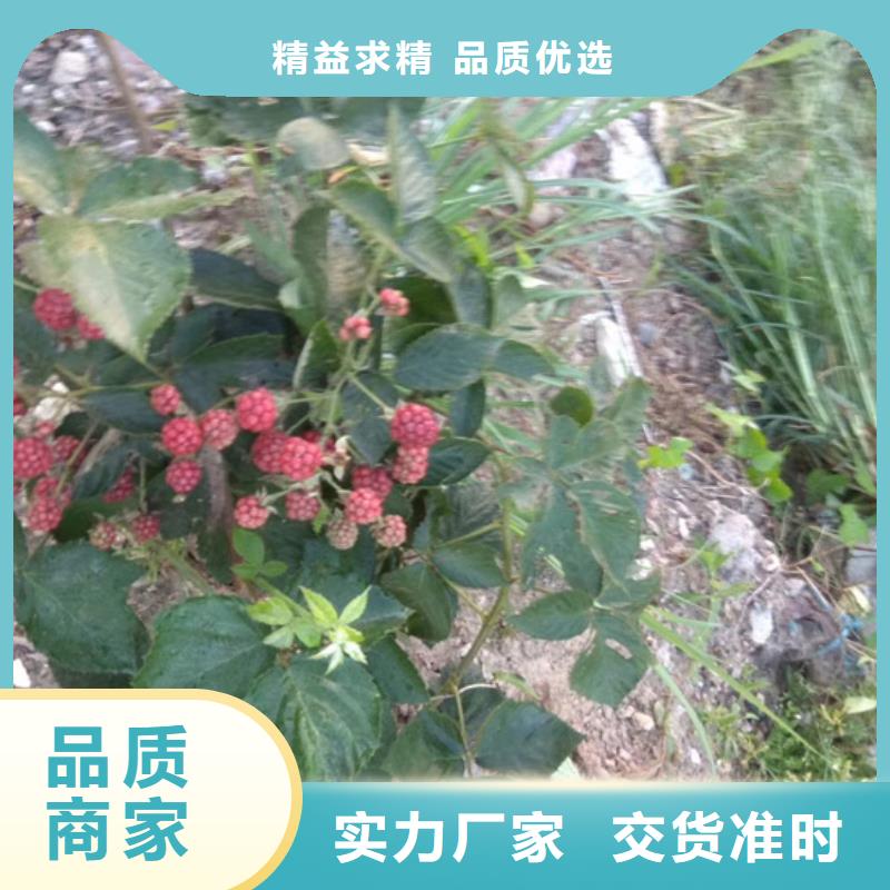 【树莓】-桃树苗严格把控每一处细节-轩园园艺场(宣城市分公司)-云商赢企