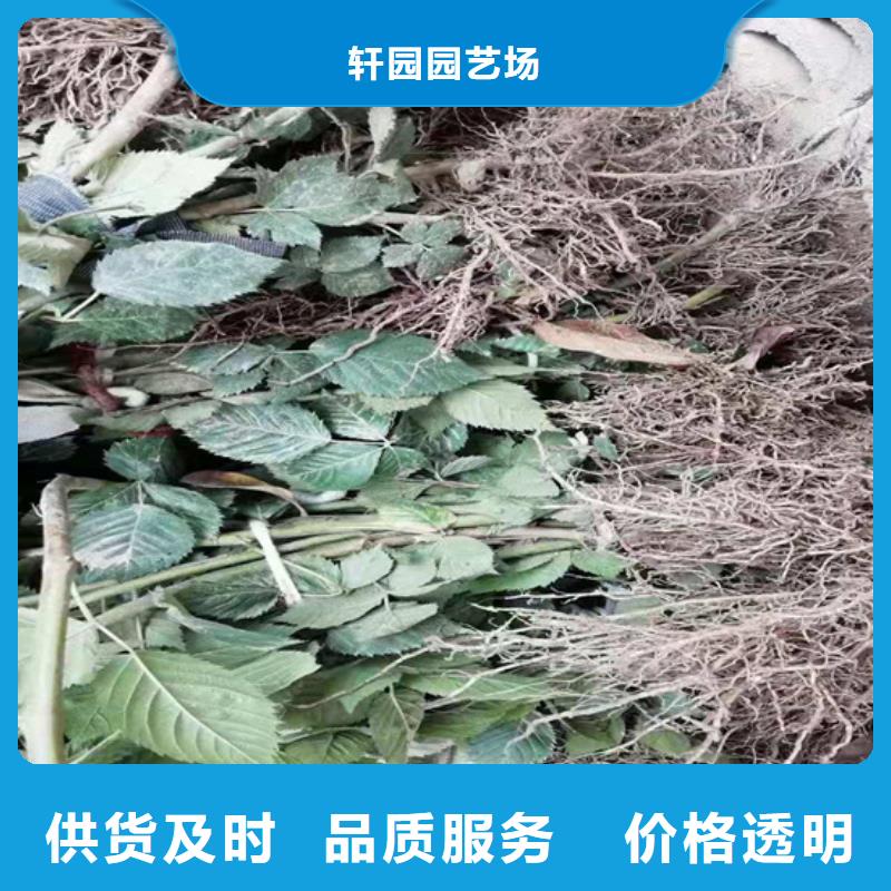 【树莓】-梨树苗精选好货轩园梨树苗