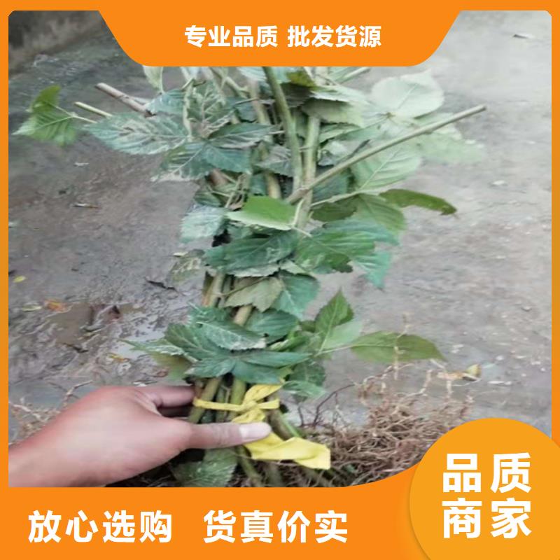 【树莓】-梨树苗精选好货轩园梨树苗