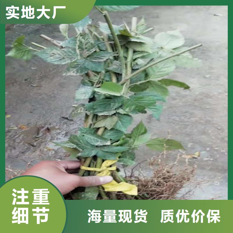 树莓-【杏树苗】实力商家由轩园为您