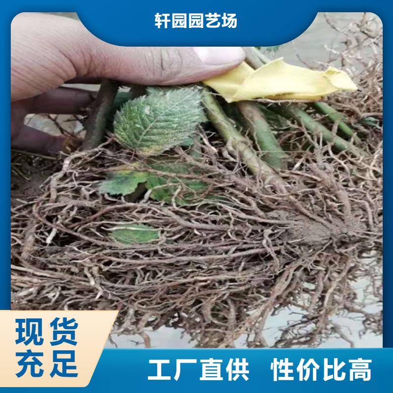 【树莓】-梨树苗精选好货轩园梨树苗
