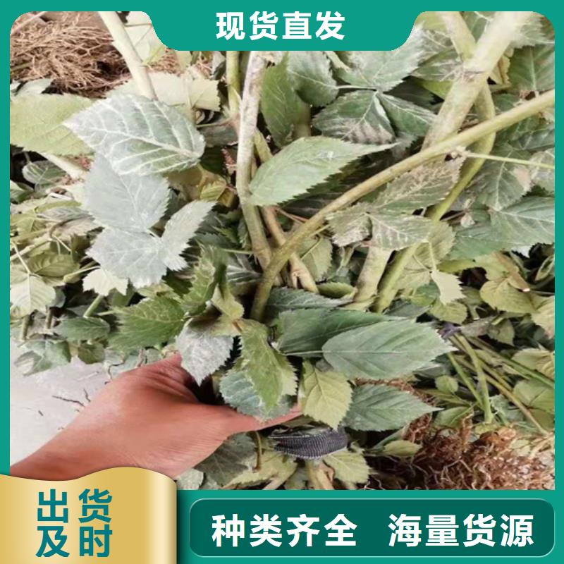 【树莓】-梨树苗精选好货轩园梨树苗
