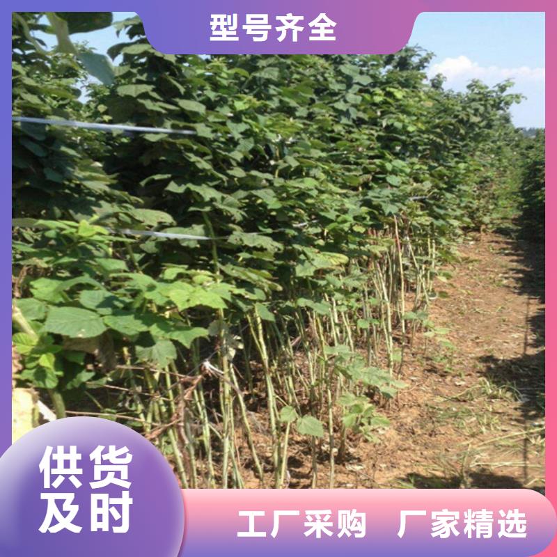 树莓樱桃苗全品类现货