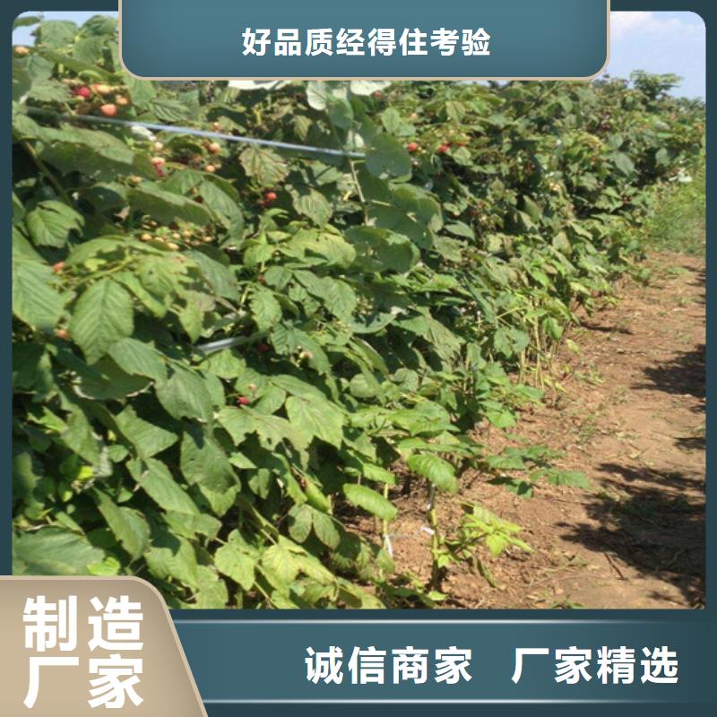 树莓-【杏树苗】实力商家由轩园为您