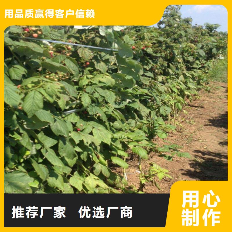 【树莓】-梨树苗精选好货轩园梨树苗