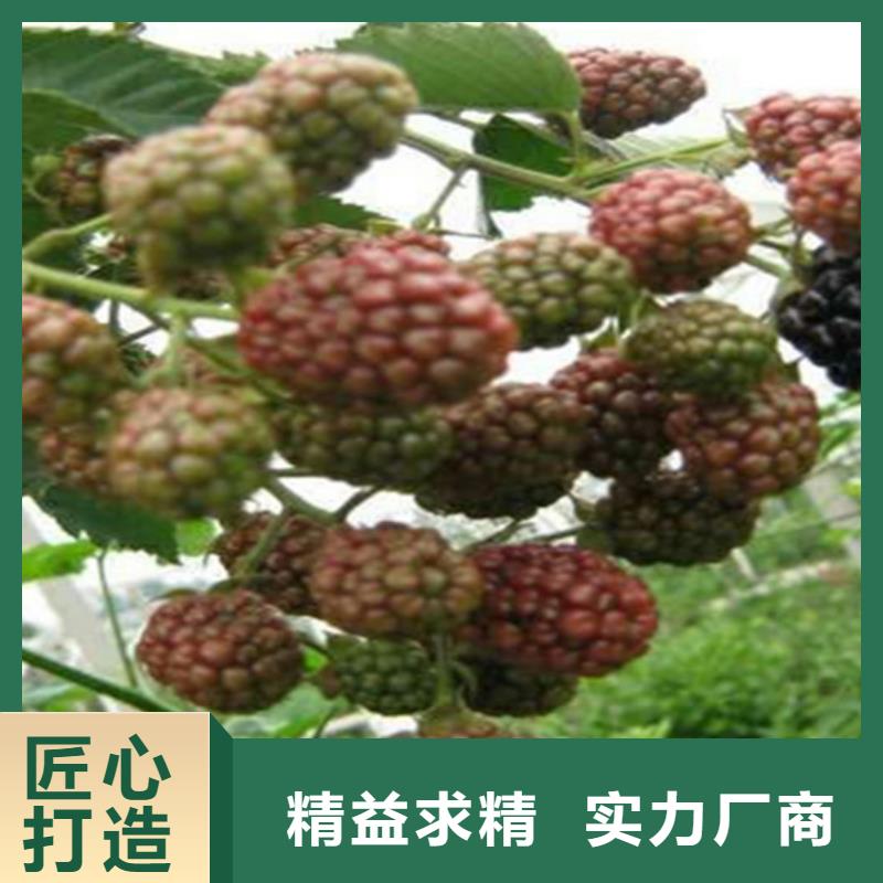 【树莓】-桃树苗严格把控每一处细节-轩园园艺场(宣城市分公司)-云商赢企
