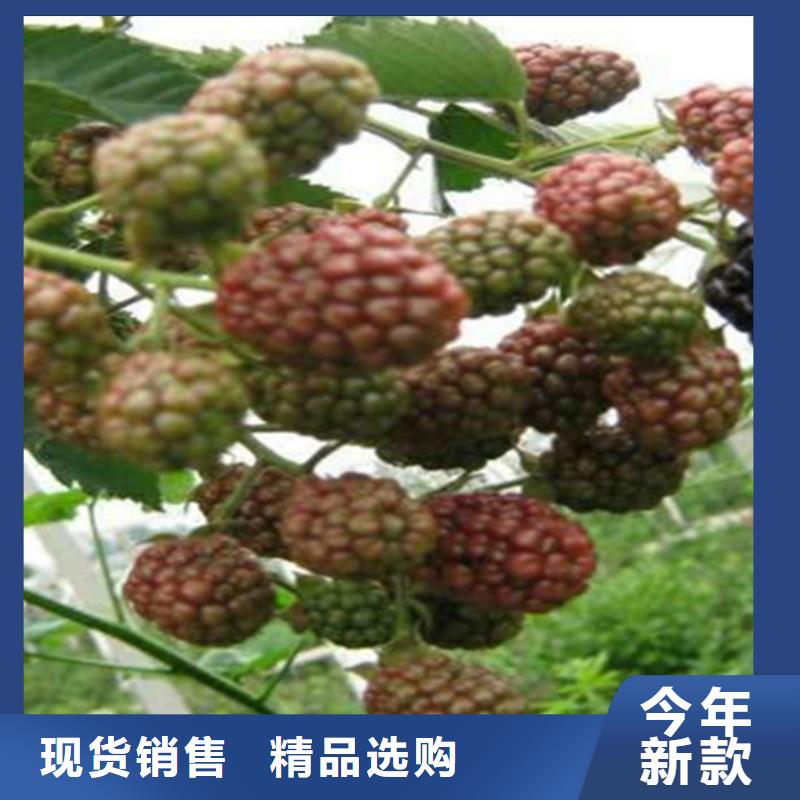 树莓-【杏树苗】实力商家由轩园为您
