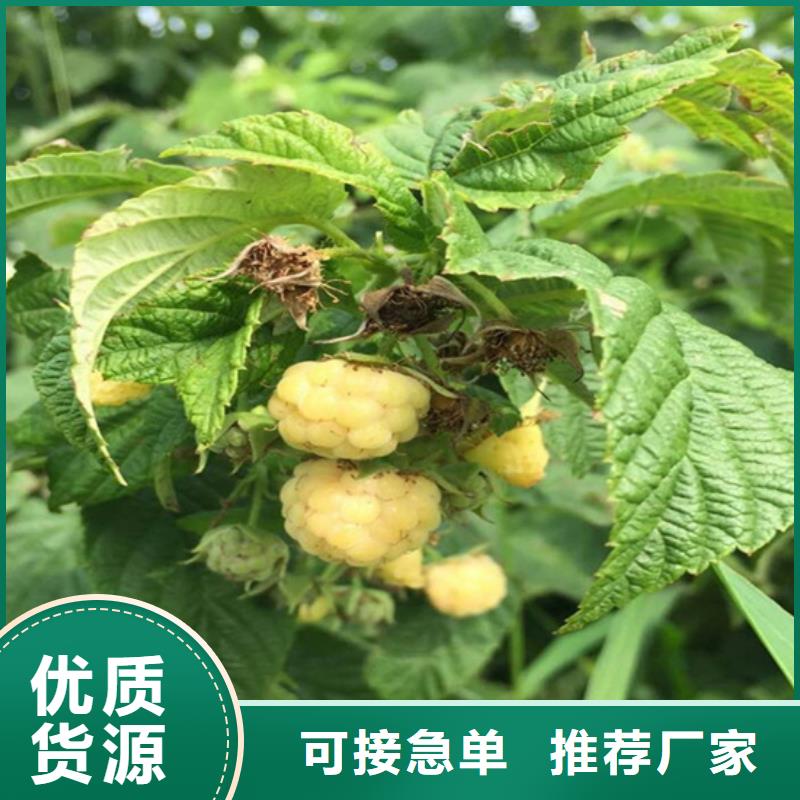 树莓梨树苗实力雄厚品质保障