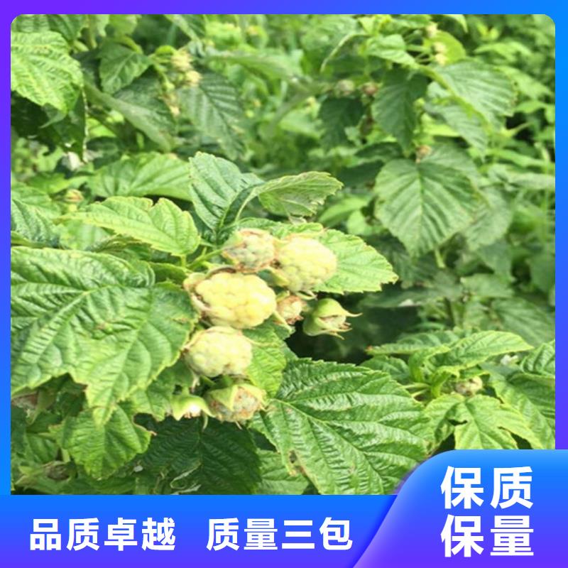 树莓-【杏树苗】实力商家由轩园为您