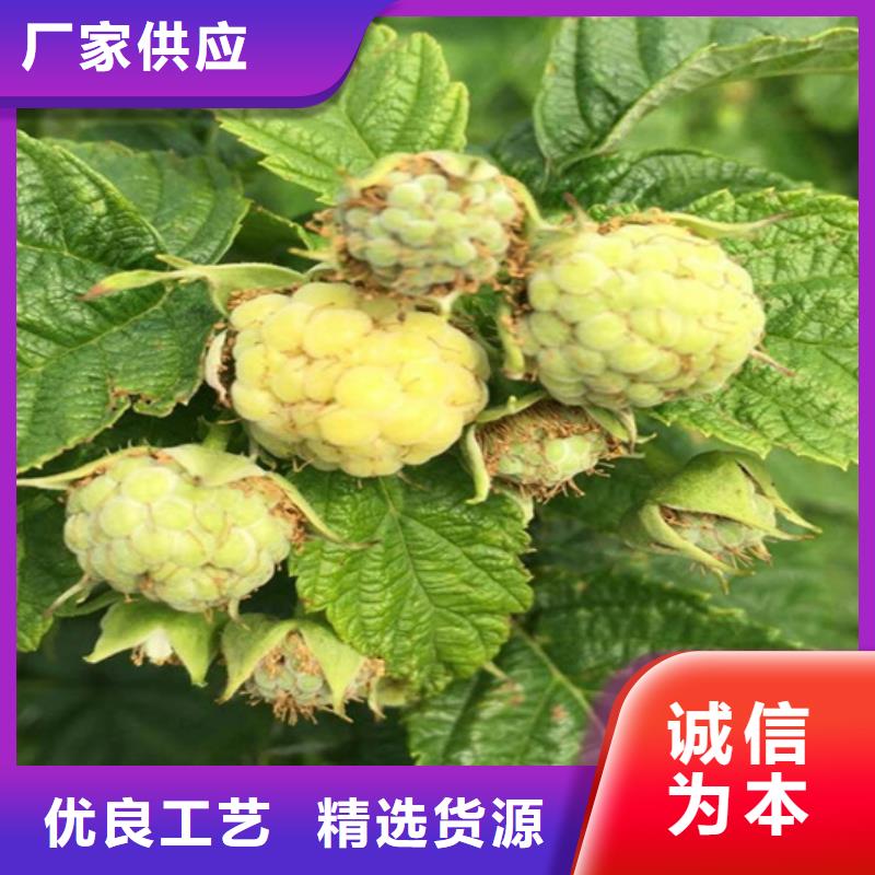树莓石榴苗闪电发货