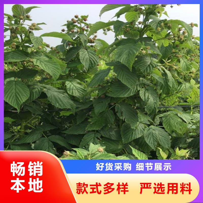 树莓樱桃苗全品类现货