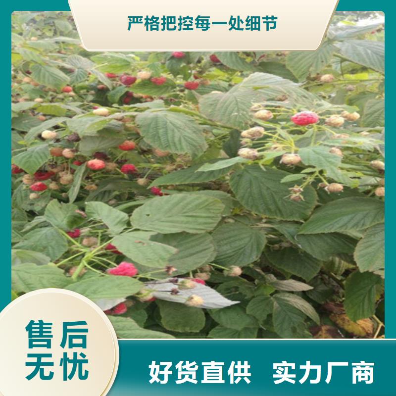 树莓,【蓝莓苗】品质优良