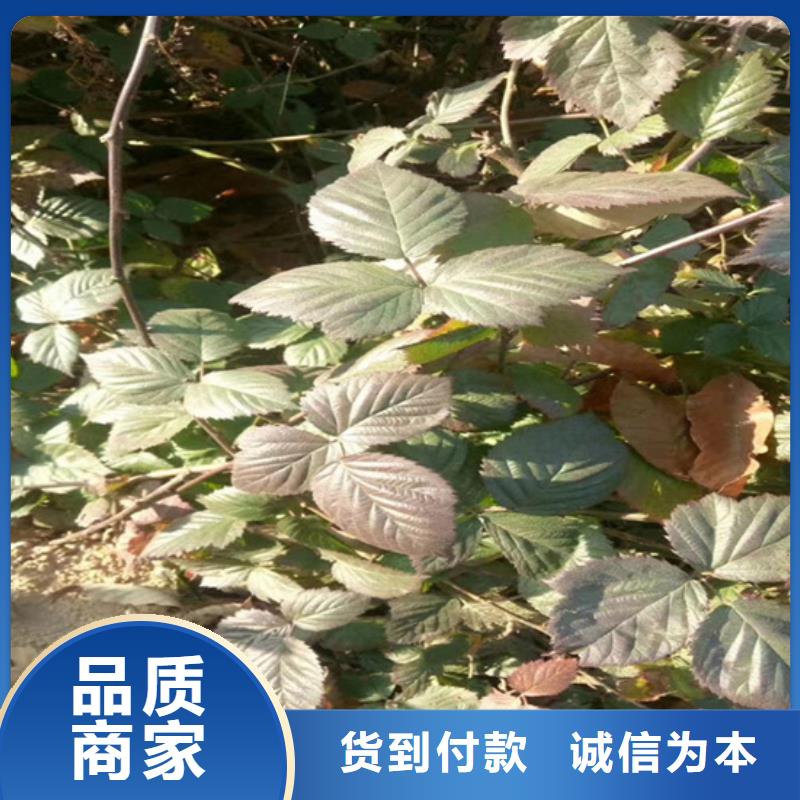 【树莓】-梨树苗精选好货轩园梨树苗