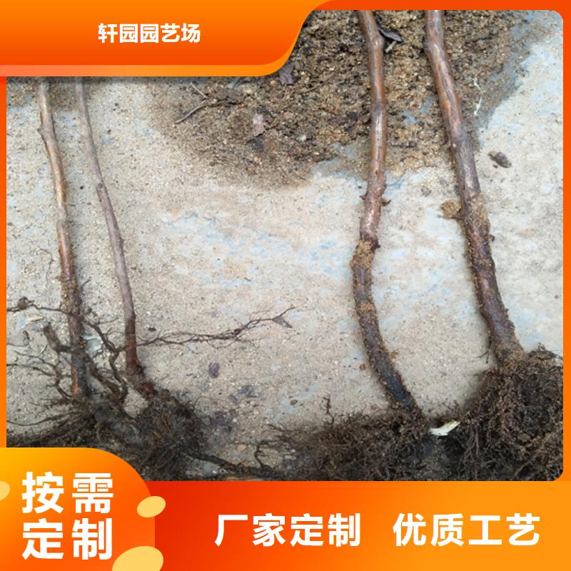 树莓苹果苗详细参数