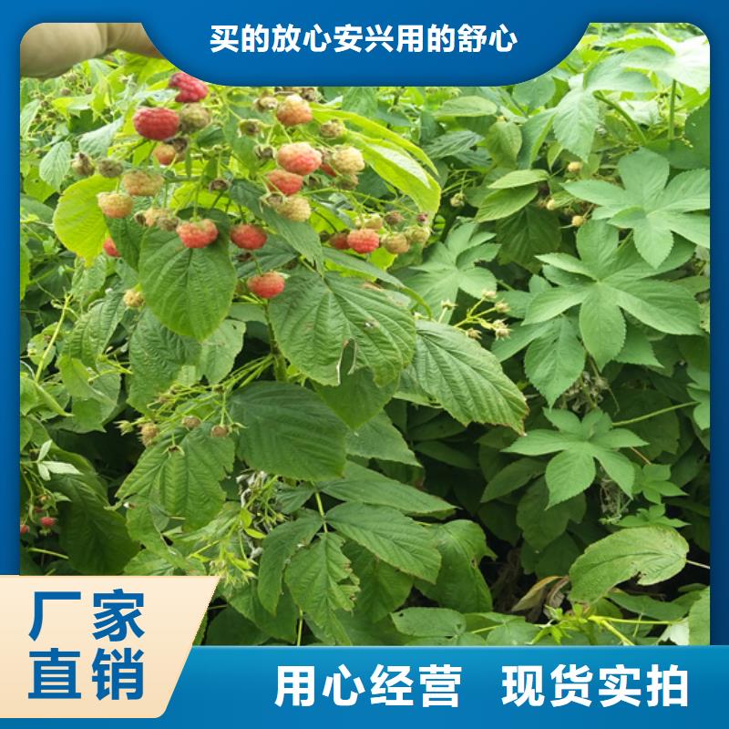 【树莓】-梨树苗精选好货轩园梨树苗