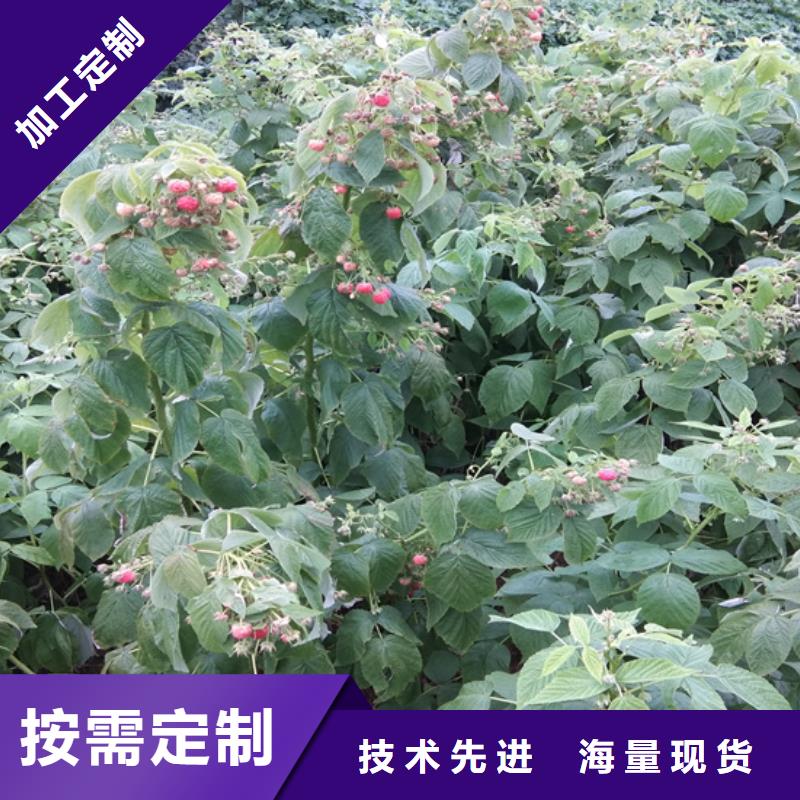 树莓-【杏树苗】实力商家由轩园为您