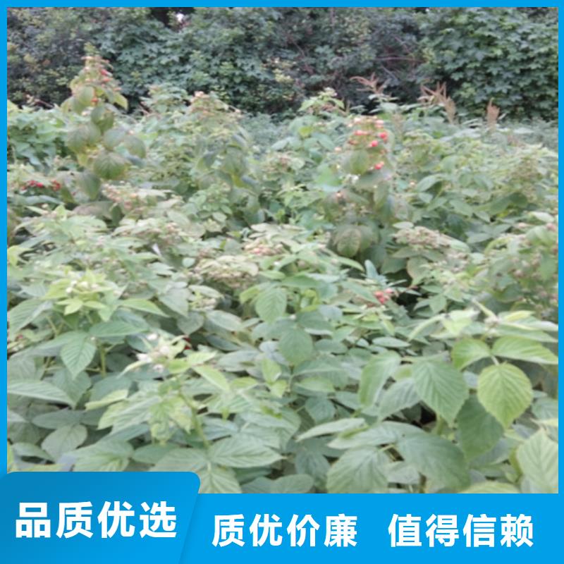 【树莓】-桃树苗严格把控每一处细节-轩园园艺场(宣城市分公司)-云商赢企