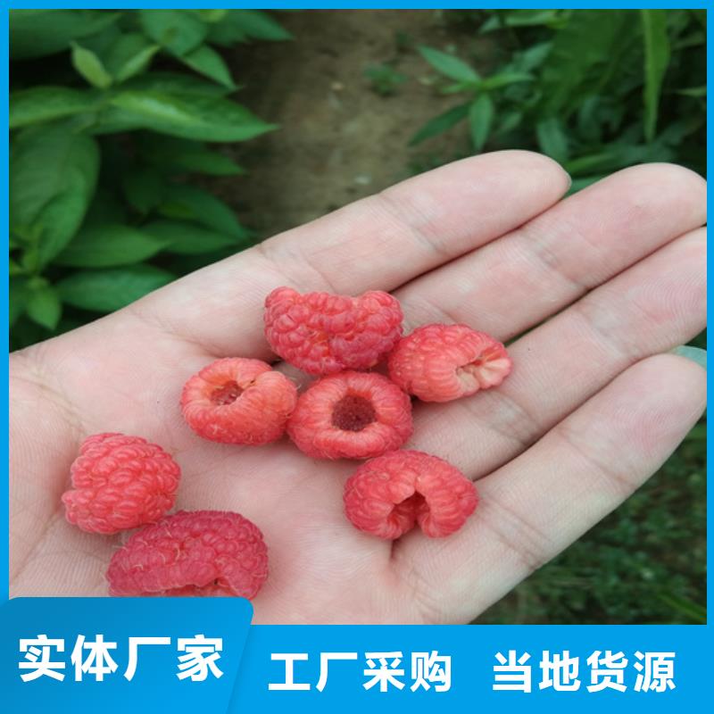 树莓苹果苗详细参数