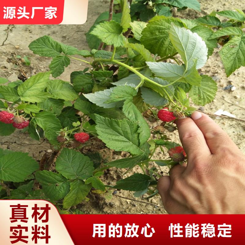 树莓樱桃苗全品类现货