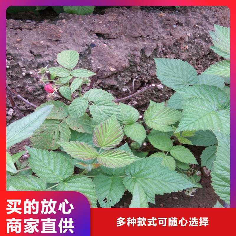 树莓杏树苗经久耐用