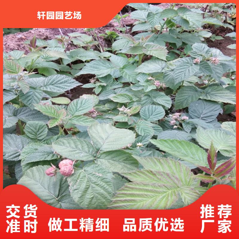 树莓,【蓝莓苗】品质优良