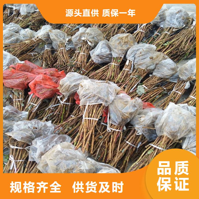 树莓石榴苗闪电发货