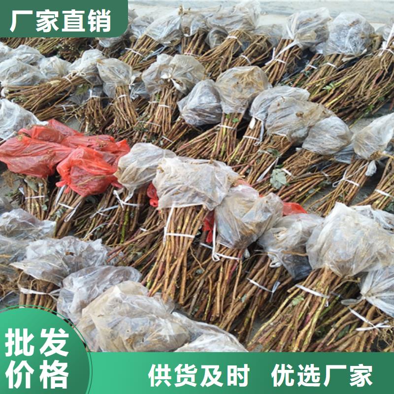 【树莓】-桃树苗严格把控每一处细节-轩园园艺场(宣城市分公司)-云商赢企