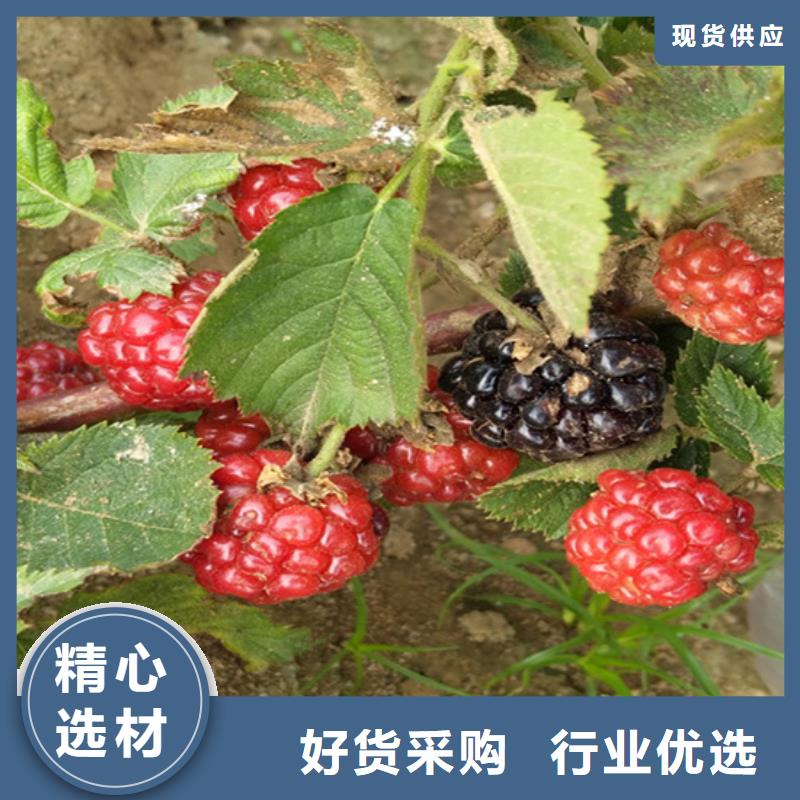 树莓梨树苗实力雄厚品质保障