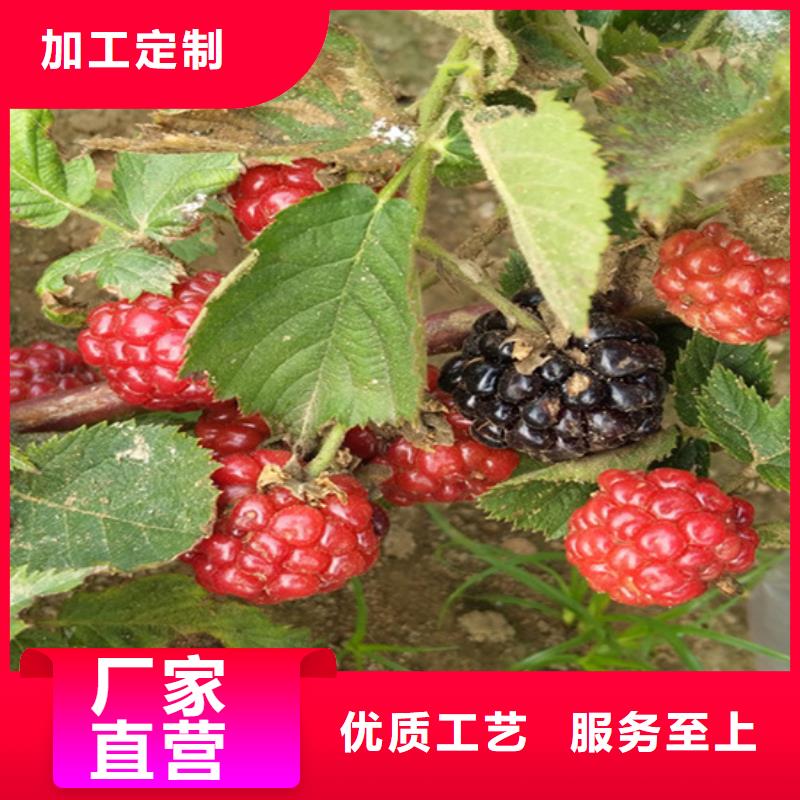 树莓苹果苗常年出售