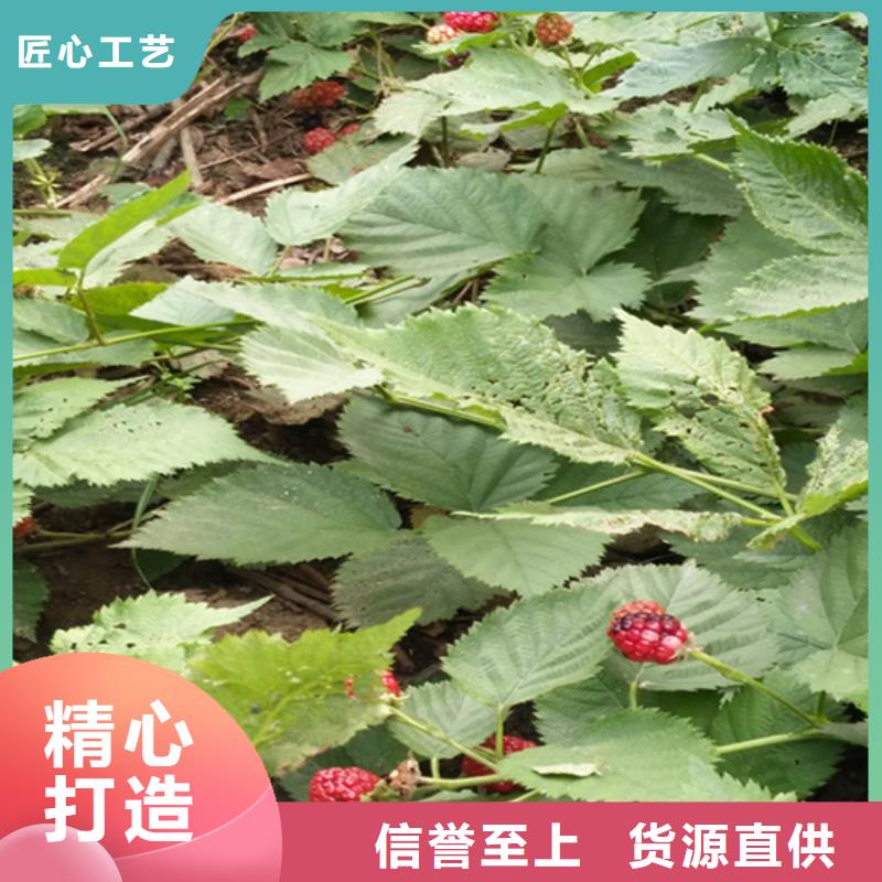 树莓桃树苗量大从优