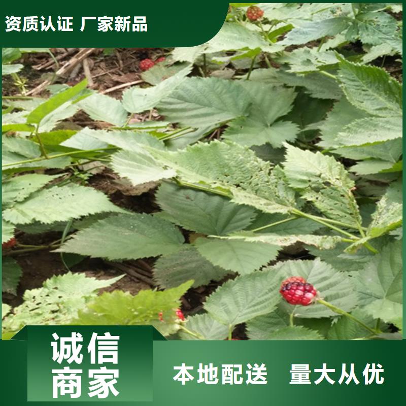 树莓-【杏树苗】实力商家由轩园为您