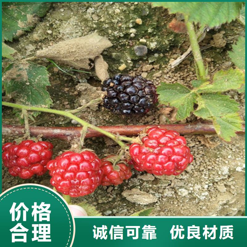 树莓苹果苗详细参数