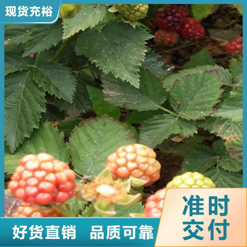 树莓杏树苗经久耐用