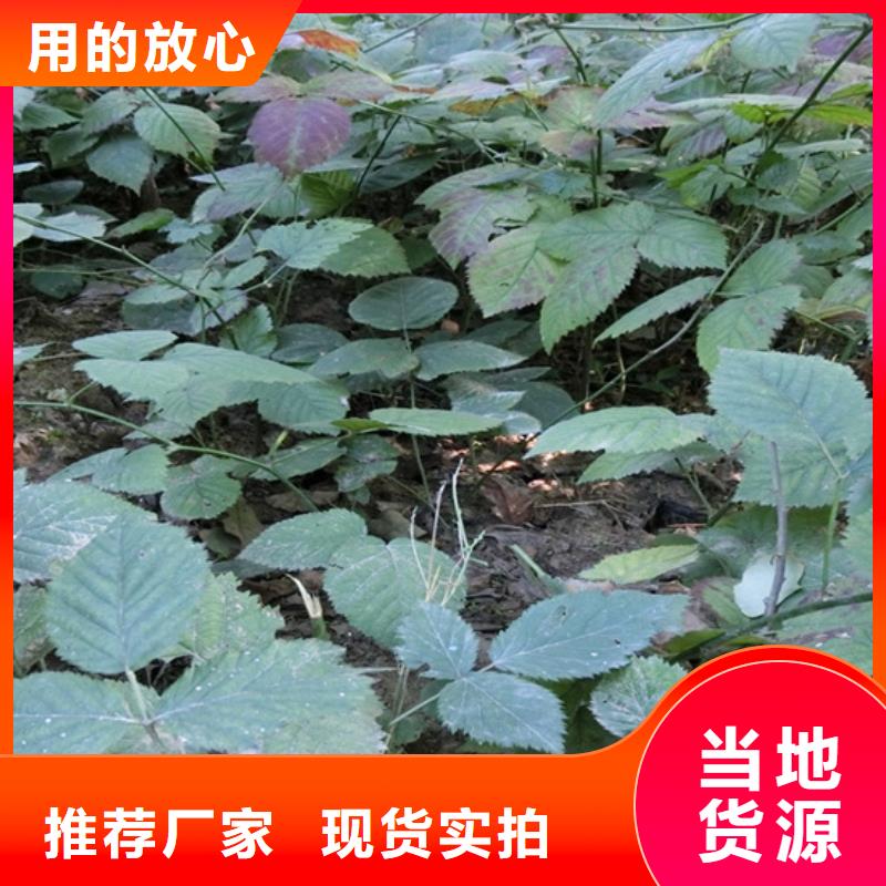 树莓石榴苗闪电发货