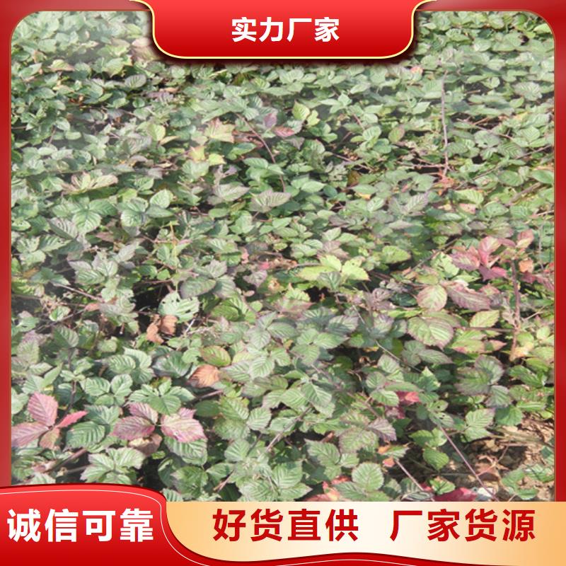 树莓樱桃苗一手价格