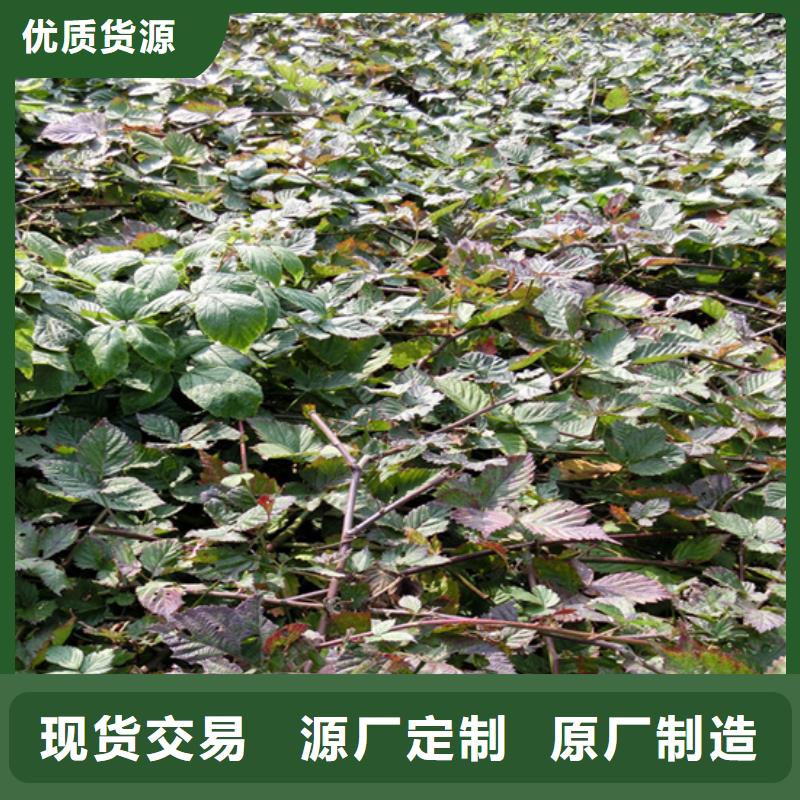 树莓梨树苗实力雄厚品质保障