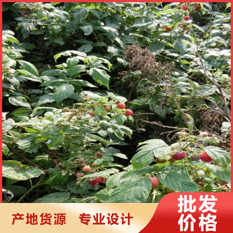 树莓苹果苗详细参数