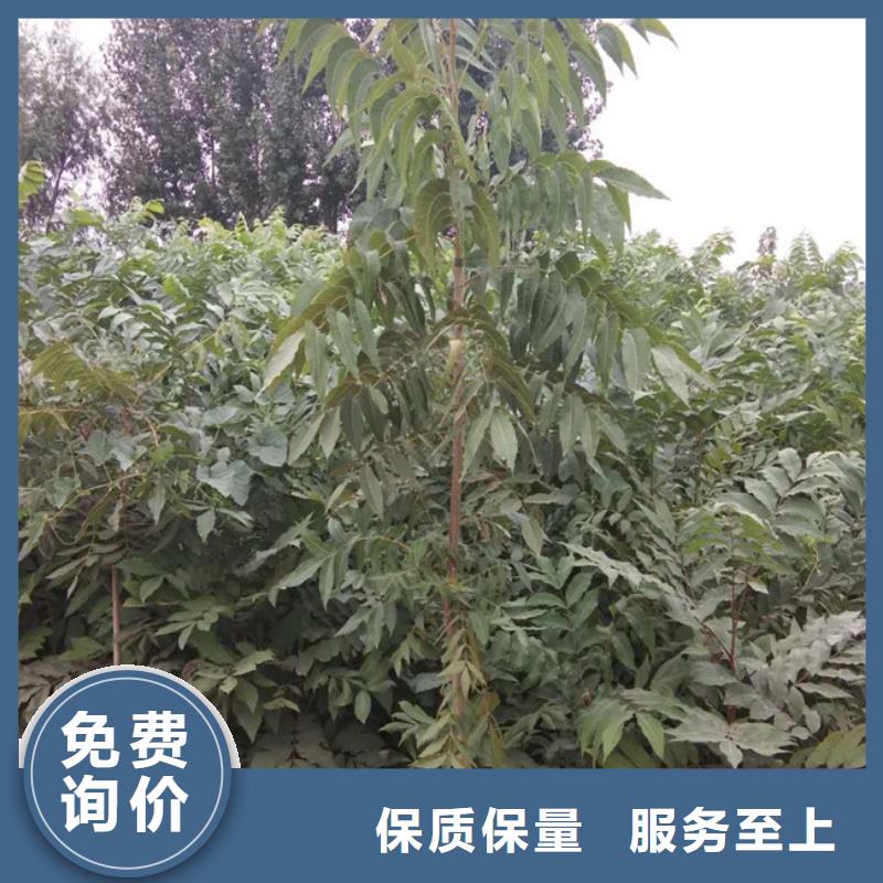 【碧根果】西瓜番石榴苗自有厂家
