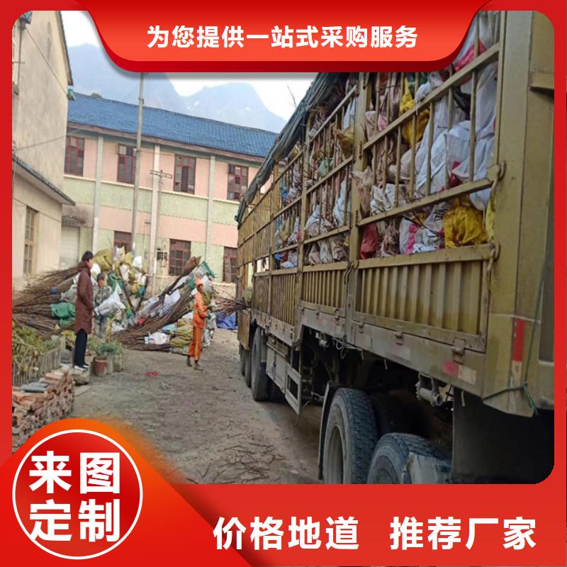 碧根果草莓苗老客户钟爱