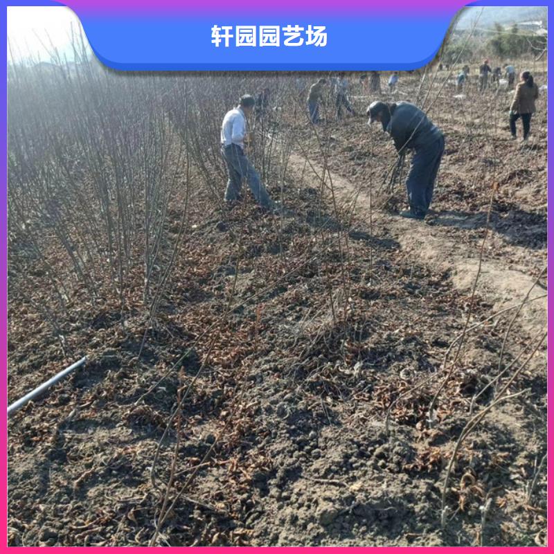 碧根果猕猴桃苗同行低价