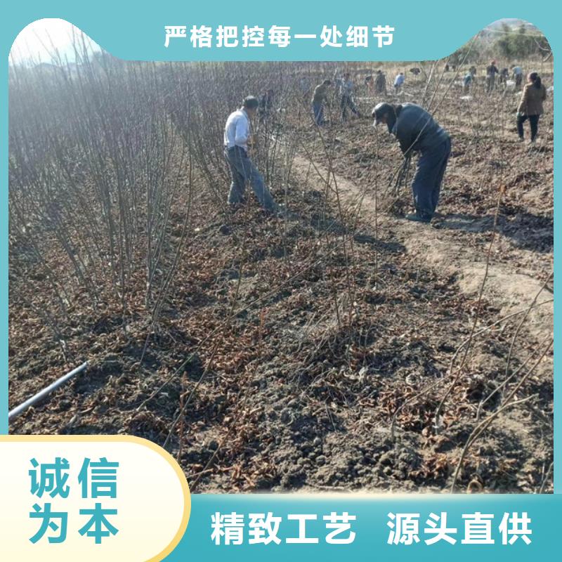专业生产厂家碧根果 【草莓苗】快速发货
