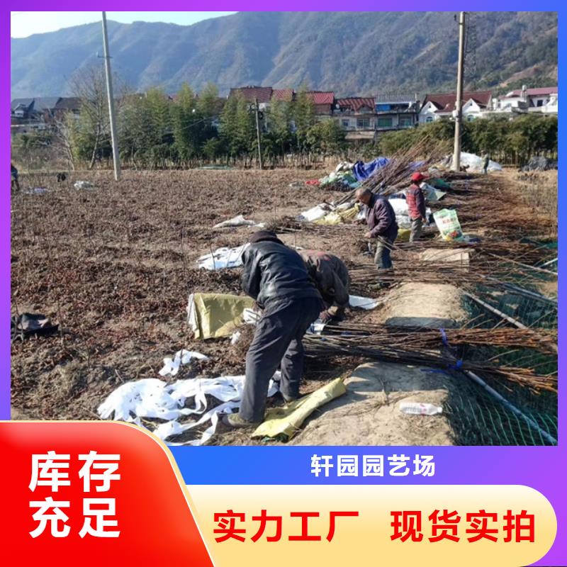 【碧根果】西瓜番石榴苗自有厂家
