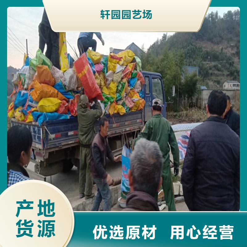 碧根果桃树苗好厂家有担当