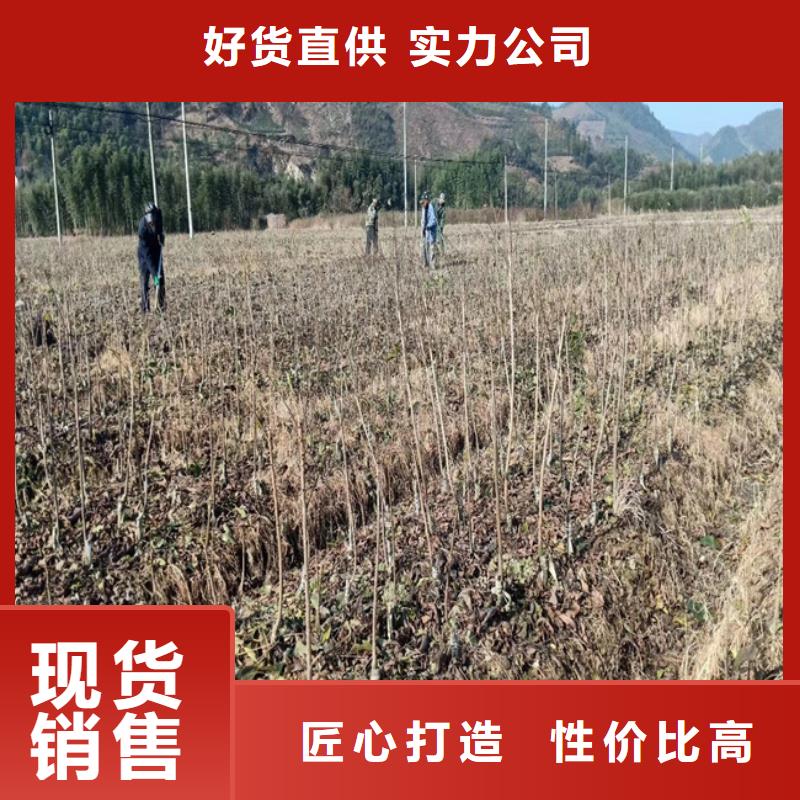 梨树苗轩园碧根果-【石榴树】拒绝差价