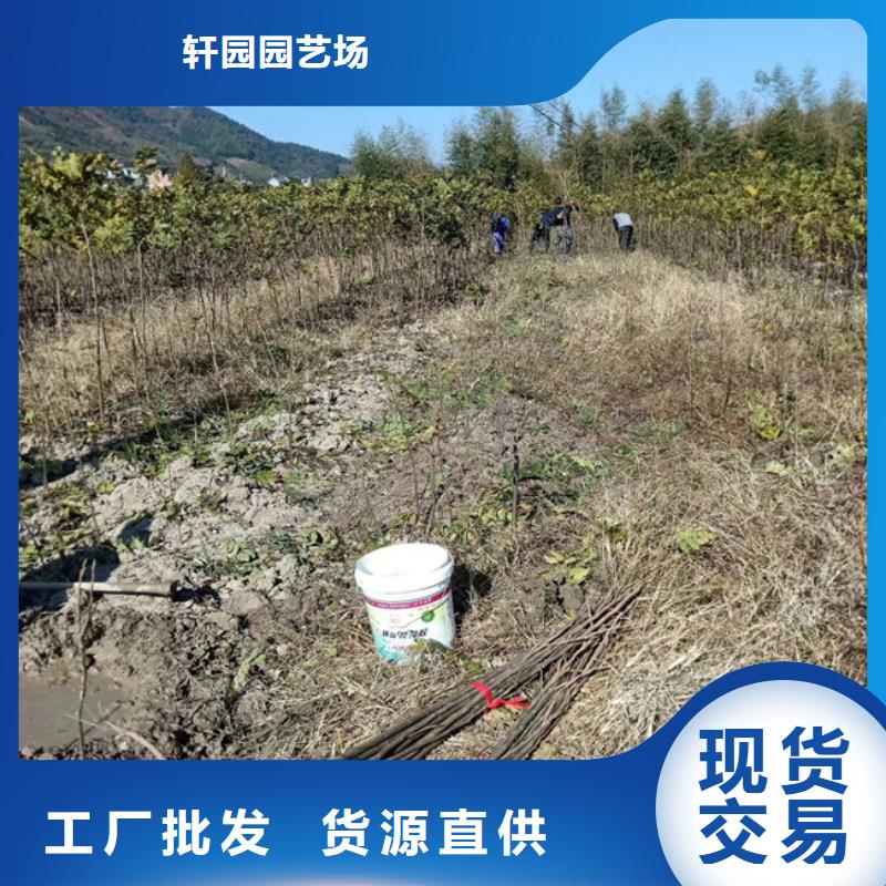 碧根果苹果苗按需定制