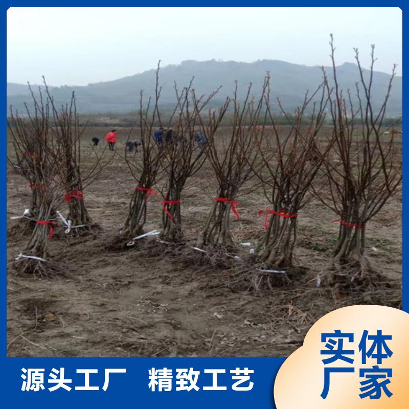 【 碧根果_苹果苗有口皆碑】-服务范围包括乐平|珠山|萍乡|上饶|赣州|九江|宜春等