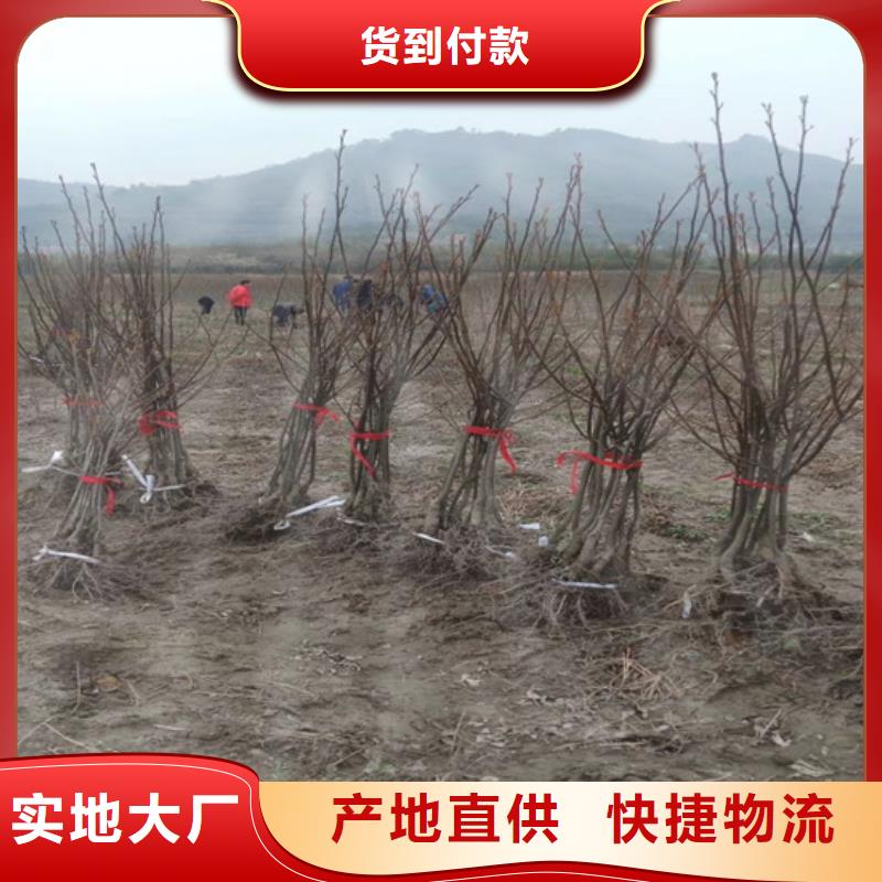碧根果草莓苗来图定制量大从优