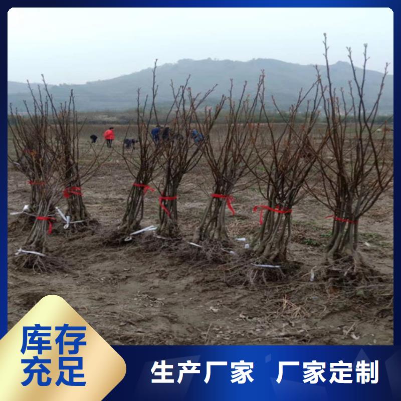 碧根果_嘎啦苹果质优价廉
