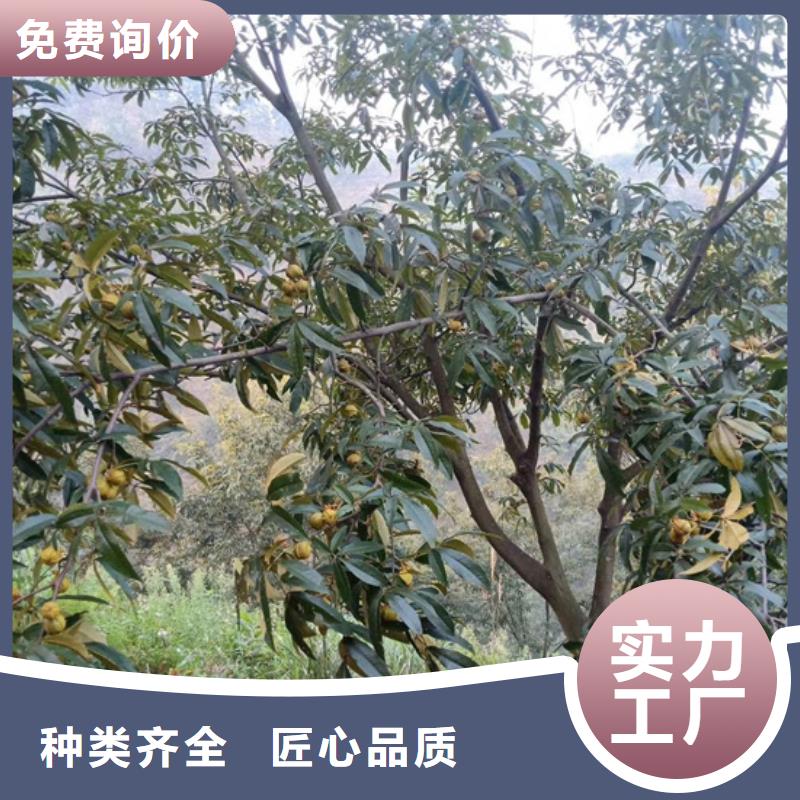 【碧根果】西瓜番石榴苗自有厂家