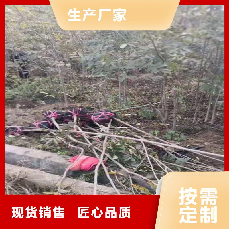 碧根果_北美冬青专业厂家